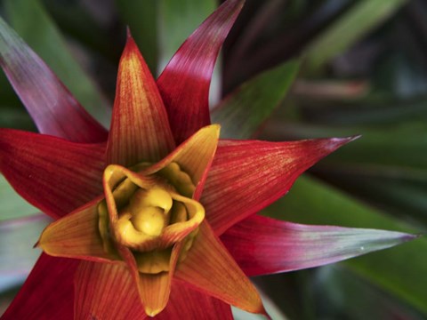 Framed Bromeliad Burst II Print