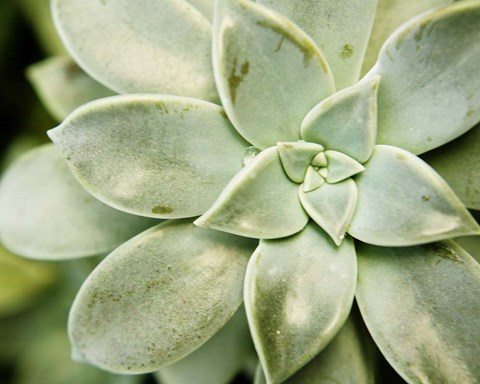 Framed Spring Succulent II Print
