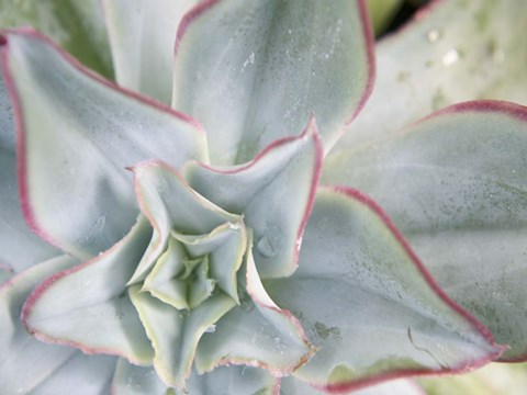 Framed Desert Star II Print