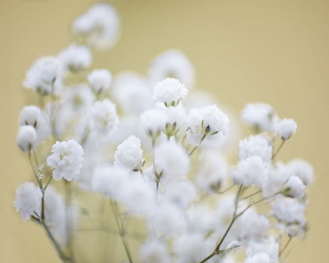 Framed Baby&#39;s Breath Study III Print