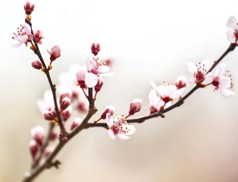 Framed Cherry Blossom Study I Print