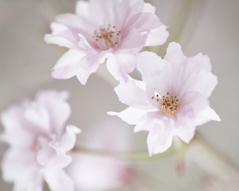 Framed Cherry Blossom Study III Print
