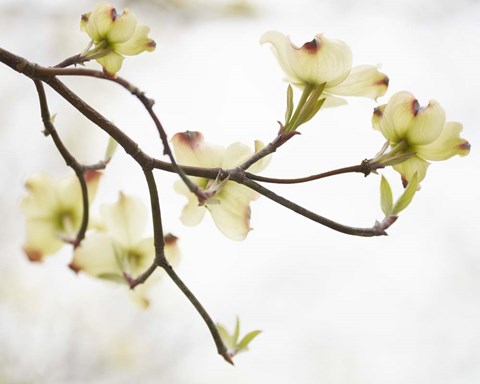 Framed Dogwood Detail I Print