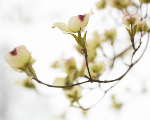 Framed Dogwood Detail III Print