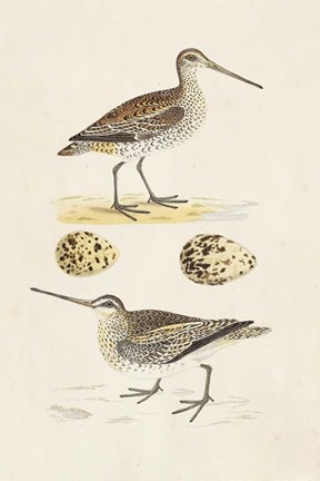 Framed Sandpipers &amp; Eggs III Print
