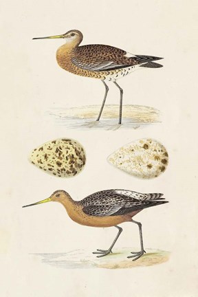 Framed Sandpipers &amp; Eggs IV Print
