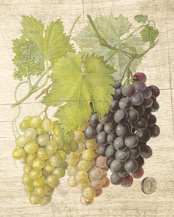 Framed Grapevine I Print