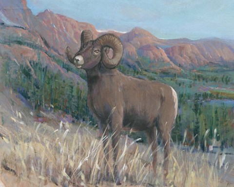 Framed Animals of the West IV Print