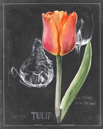Framed Chalkboard Flower III Print