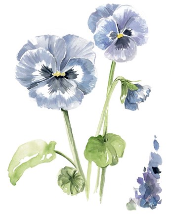 Framed Pansy Study II Print