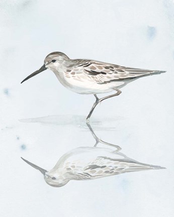 Framed Sandpiper Reflections II Print