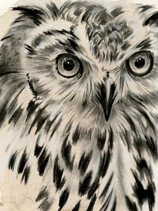 Framed Charcoal Owl I Print