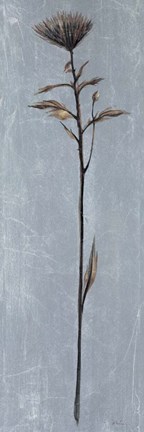 Framed Cool Botanicals II Print