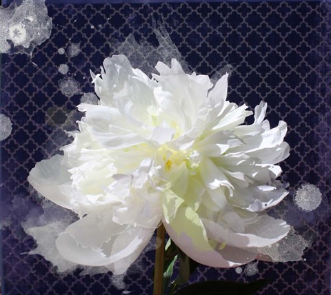 Framed White Peony-Scents of Heaven 2 Print