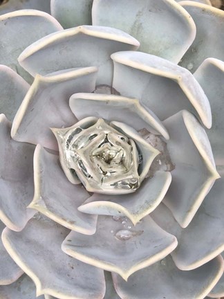 Framed Pastel Echeveria 2 Print