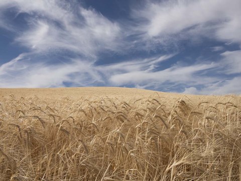 Framed Farm &amp; Field II Print