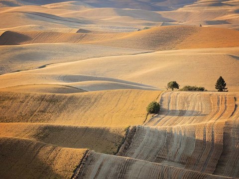 Framed Farm &amp; Field III Print