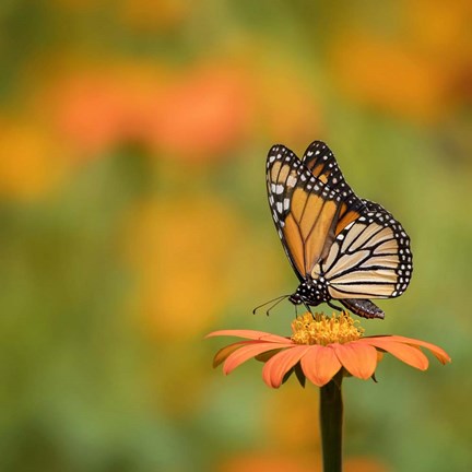 Framed Butterfly Portrait IV Print