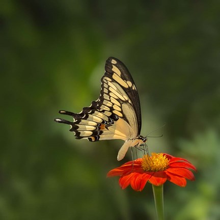 Framed Butterfly Portrait V Print