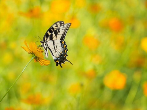 Framed Butterfly Portrait VIII Print