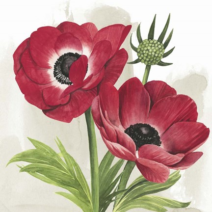 Framed Crimson Anemones I Print