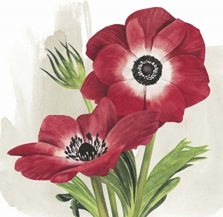 Framed Crimson Anemones II Print