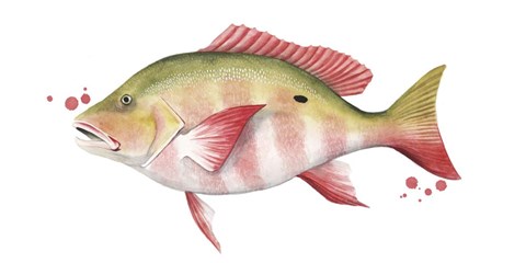 Framed Chromatic Catch II Print