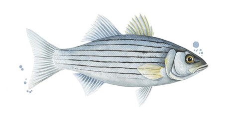 Framed Chromatic Catch III Print