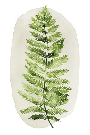 Framed Spot Fern I Print