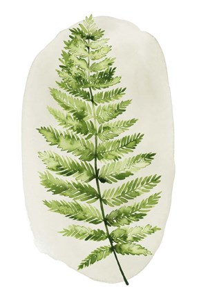 Framed Spot Fern III Print