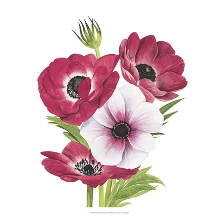 Framed Anemone Blooms II Print