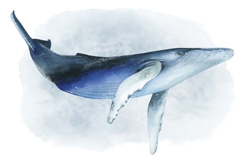 Framed Watercolor Humpback I Print