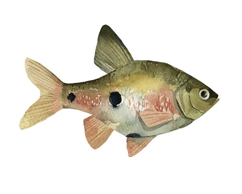 Framed Rainbow Fish III Print