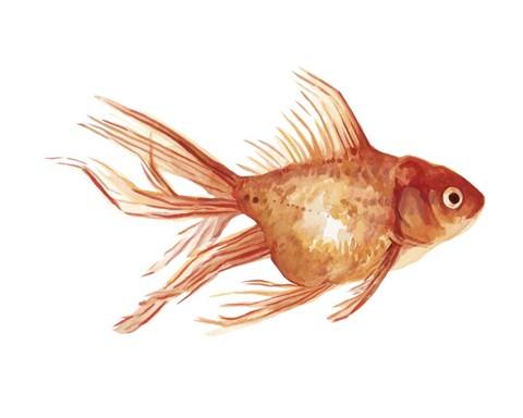 Framed Ornamental Goldfish II Print