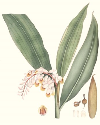 Framed Soft Tropical II Print