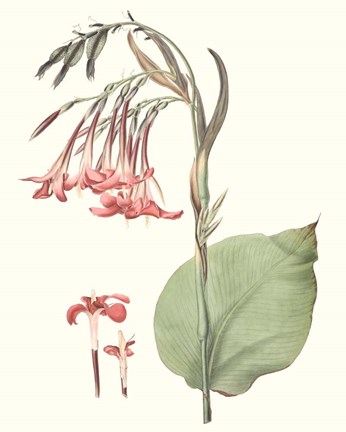 Framed Soft Tropical III Print