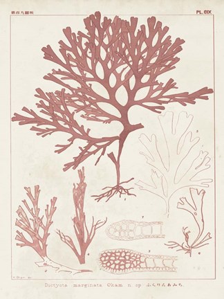 Framed Antique Coral Seaweed II Print