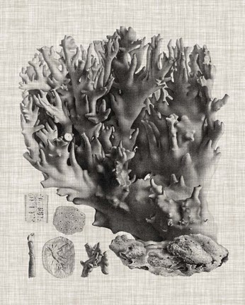 Framed Coral Specimen V Print