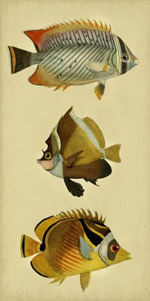 Framed Trio of Tropical Fish II Print