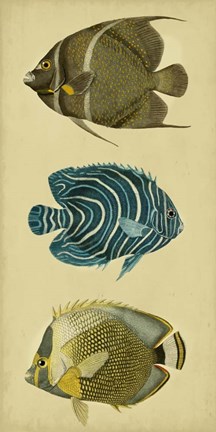 Framed Trio of Tropical Fish III Print