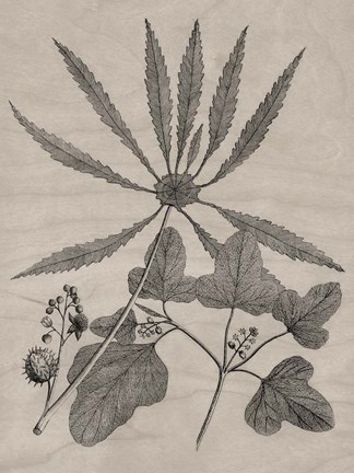 Framed Eloquent Leaves III Print