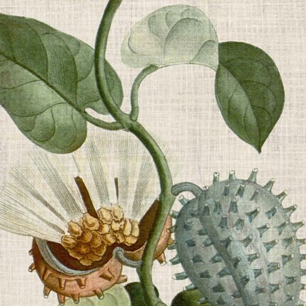 Framed Cropped Turpin Tropicals II Print