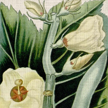 Framed Cropped Turpin Tropicals III Print