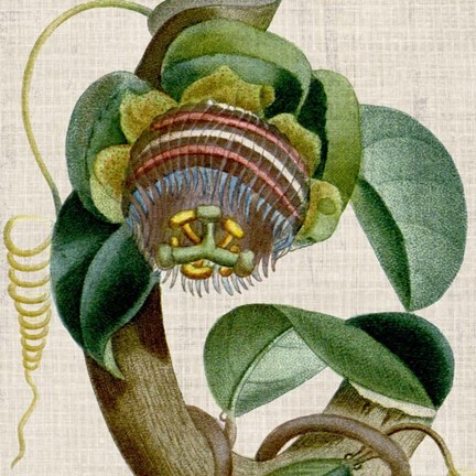 Framed Cropped Turpin Tropicals IV Print