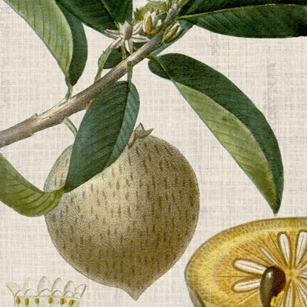 Framed Cropped Turpin Tropicals V Print