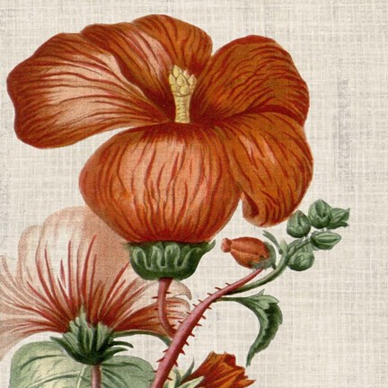 Framed Cropped Turpin Tropicals VIII Print