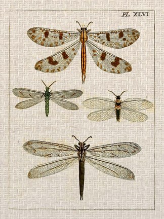 Framed Dragonfly Study I Print