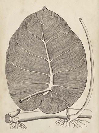 Framed Distinctive Leaves II Print