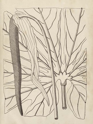 Framed Distinctive Leaves IV Print