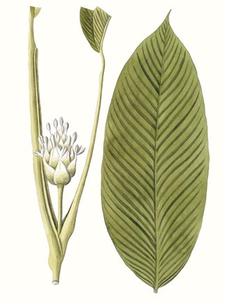 Framed Leaves of the Tropics II Print